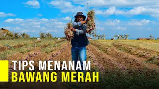 Cara Menanam Bawang Merah agar Hasil Melimpah [upl. by Phionna503]