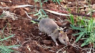 The giant rats sniffing out landmines in Tanzania [upl. by Nylesoy529]