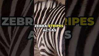 The Real Reason Zebras Have Stripes It’s Not for Camouflage shorts animals animalfacts [upl. by Aiekan971]