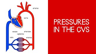 41 Cardiovascular Pressures in the CVS [upl. by Ardnoek]