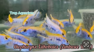 MALAWI CICHLIDS HAPS PART 01 Trop Aquarium Singapore last upd 190424 [upl. by Pudens]