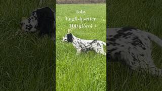 English setter a 100 giorni “Toby” Prima uscita setter english setter caccia hunter  mariosalo [upl. by Cookie313]