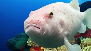 The Enigmatic Blobfish Unveiling the Mysteries of the Deep [upl. by Zavras]