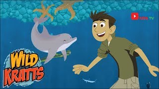 Wild Kratts Games 19 Wild Kratts Rescue Run Part 2  Chris Rainforest Rush [upl. by Borreri]