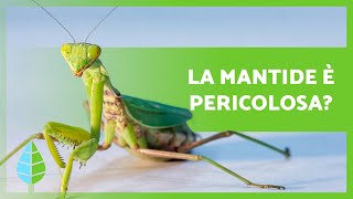 CURIOSITÀ sulla MANTIDE RELIGIOSA 🦗 È velenosa Mangia il maschio ⚠️ [upl. by Ambrogino180]