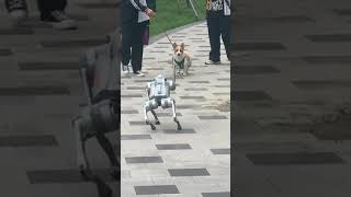 DogNo head Run robotdog funny reaction [upl. by Svirad]