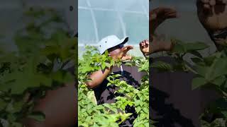 Fall Berry Pruning at the CAFF Farm farming shorts [upl. by Rikki]