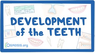 Development of the Teeth [upl. by Ennovehs]