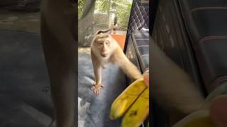 Louring a monkey is easy 🙉 🍌thailand phuket monkey [upl. by Yadsendew]