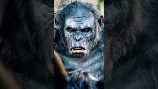 What Happened to Koba in Planet of the Apes [upl. by Ynnavoig]