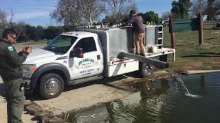 Trout fish stocking a Lake Prado Regional Park [upl. by Graybill]