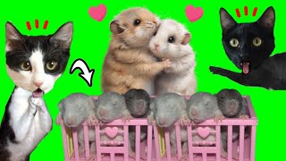 HAMSTER 24 HORAS EMBARAZADA tiene BEBES en casa de gatos Luna y Estrella  Videos de animales [upl. by Stearn]