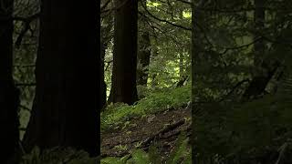 BigFoot seen on tree mounted camcorder in Oregon [upl. by Aicitel]