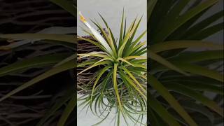 Air Plant Tillandsia Ionantha [upl. by Ani]