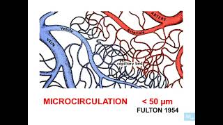 1  Histologie microcirculation partie 1 [upl. by Mueller]