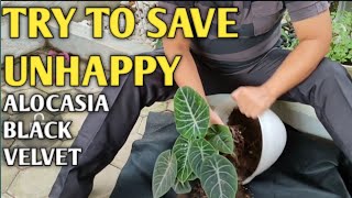 SOLUTION FOR YELLOWING ALOCASIA BLACK VELVET [upl. by Bowden]