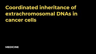 Coordinated inheritance of extrachromosomal DNAs in cancer cells [upl. by Yerocaj]