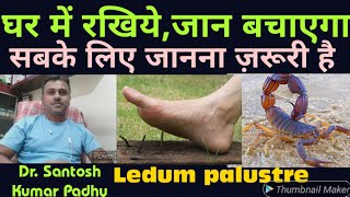 Ledum palustre  Top Homeopathic medicine for Rheumatism and Injury [upl. by Boggs800]