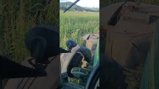 Waterhemp and Palmer Amaranth in our corn [upl. by Bernadina158]