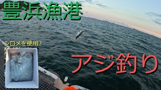 【豊浜桟橋】シロメを使ってアジ釣り [upl. by Anneehs107]