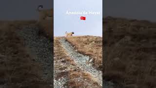 Bozkir erşankuneri netfilix kangal naturelovers cemyılmaz russia turkey germany music [upl. by Kcin]