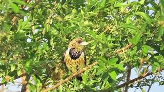 Crested Barbet male and female calling to each other [upl. by Farris]