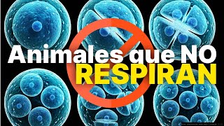 ¿EXISTEN ORGANISMOS QUE NO RESPIRAN [upl. by Ahsemak]