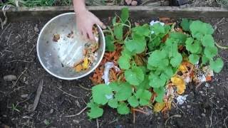 Mulchilizing Cantaloupes fertilizing melons with kitchen scraps [upl. by Retha]