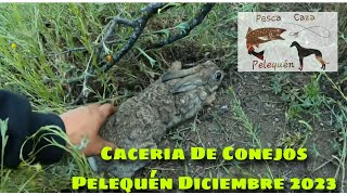 Armando Lazos En Pelequen Diciembre 2023 rabbit hunting with traps [upl. by Cirdes]