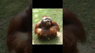 Bornean orangutan [upl. by Anicul]