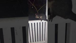 Possum jumps into tree [upl. by Tlevesor645]