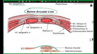 Arcuate line Thoracolumbar fascia Anterior abdominal wall muscles  BD Chaurasias Human Anatomy [upl. by Eeruhs]