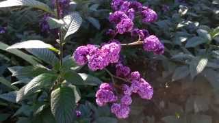 Heliotropium arborescens  Lord Roberts  cherry pie  Garden Heliotrope HD 01 [upl. by Ad]