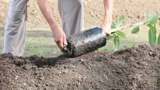 How to plant an avocado tree [upl. by Hilaire]