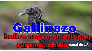 Gallinazo  buitre negro americano curumo chulo ave carroñera [upl. by Traweek157]