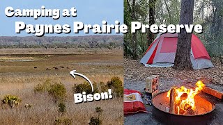 Paynes Prairie Preserve State Park Camping Vlog  Gainesville FL [upl. by Corley]