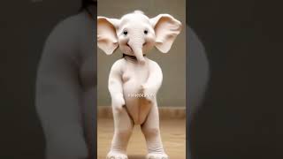 Safed Hathi ne kiya dance Patali Kamariya Mori hay 🤪😍 funny elephant shorts [upl. by Efinnej]