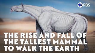 The Rise and Fall of the Tallest Mammal to Walk the Earth [upl. by Rannug654]