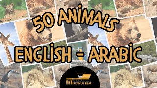 50 Animals in Arabic  Learn Animal Names and Sounds [upl. by Fredericka]