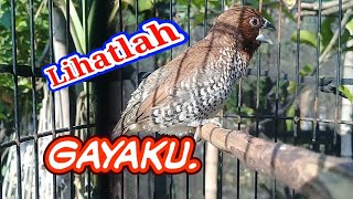 emprit peking gacor dengan berbagai materi [upl. by Viradis]