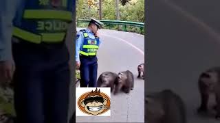 quot¡Monos Peleando con un Policía 🐒👮‍♂️😂  ¡El Desorden del Año 🤣quot [upl. by Bolton478]