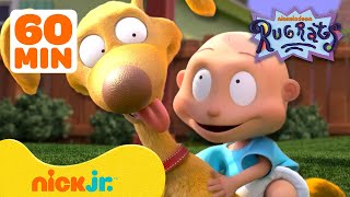 Rugrats Best Pet Rescues 🐕 w Spike Chuckie Phil amp Lil  1 Hour Compilation  Nick Jr [upl. by Market696]