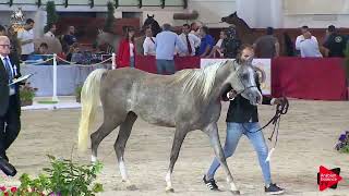 Italian Nationals 2019  2 Years Old Fillies Class 2A [upl. by Nonac]