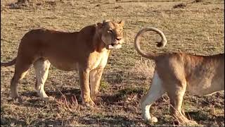 Lioness roaring Masai mara  FIROZ TOURS amp SAFARIS [upl. by Galanti445]