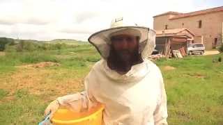 korAkor Tv  79 How to adopt a bee swarm [upl. by Enegue]