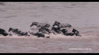 A Wildebeest crossing goes terribly wrong Crocodile drowns wildebeest [upl. by Roxine812]