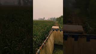 Maize silage making process 🌽silage2024 dairy [upl. by Anilave623]