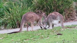 Kängurus in Australien [upl. by Llenad]