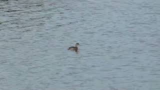 Little Grebe  Dodaars  Oostvaardersplassen NL  16102024 [upl. by Brenton]