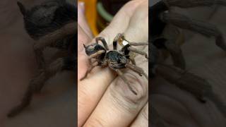 Mature Male Pygmy FireLeg Tarantula Kochiana Brunnipestarantulasoftheworld tarantula shorts [upl. by Thais]